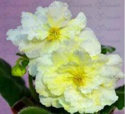 РС-Золотой Дракон